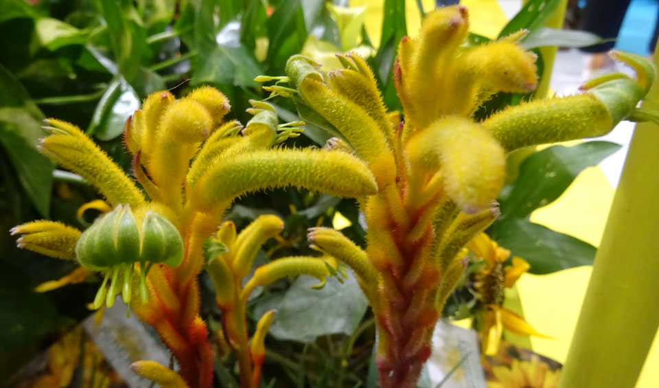 Anigozanthus en amarillo