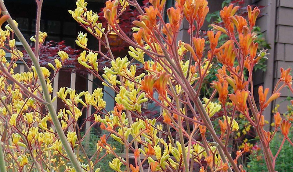 Anigozanthus en jardin
