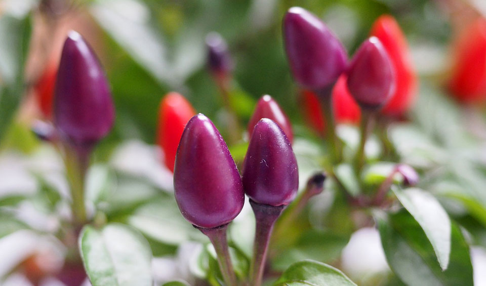Capsicum annuum ornamental