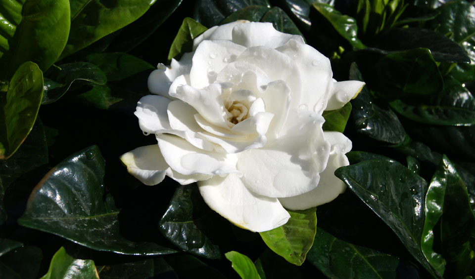 Flor blanca de Gardenia jasminoides