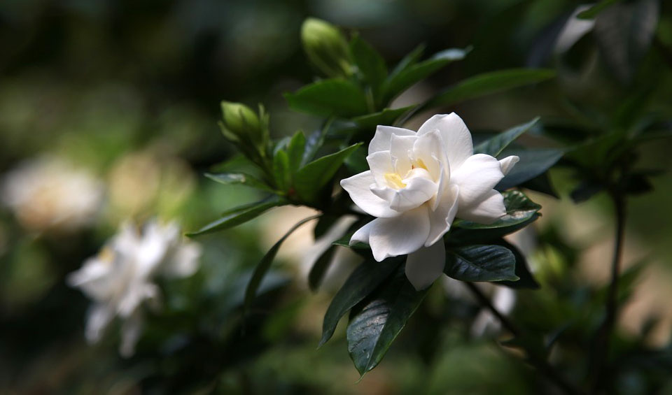 Gardenia jasminoides en flor