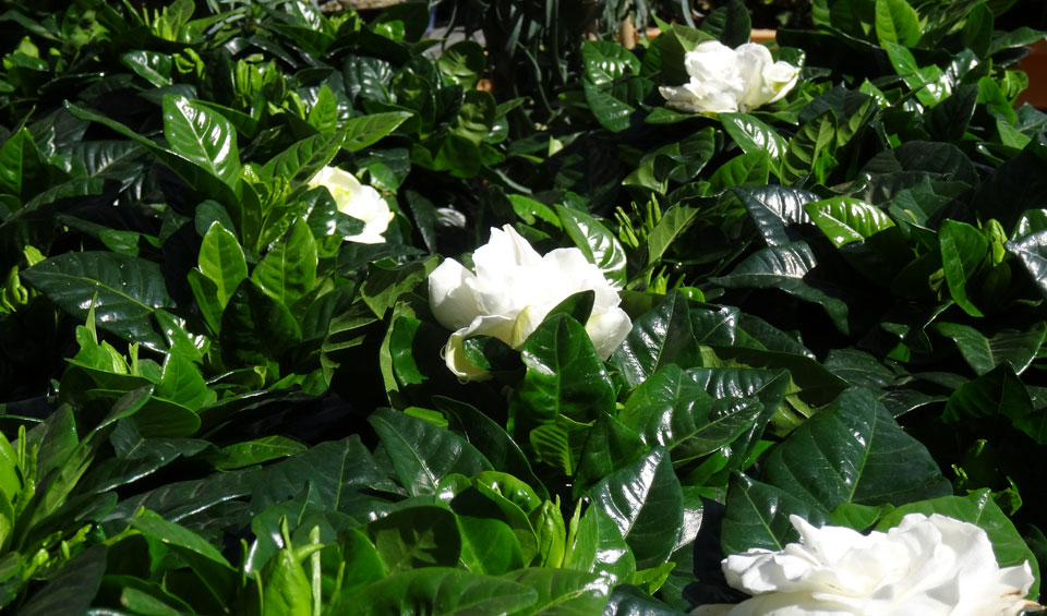 Plantas de Gardenia jasminoides