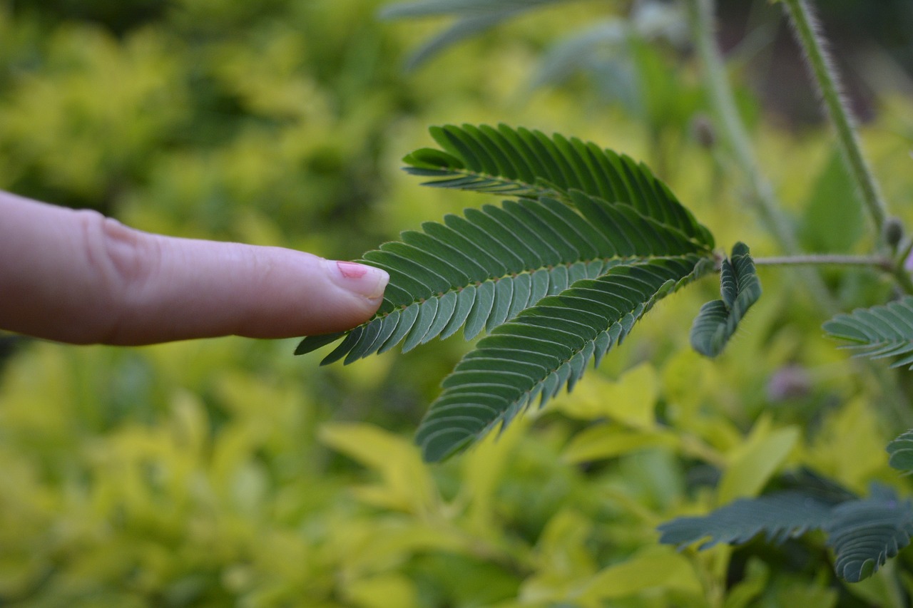 Mimosa pudica, sensitiva