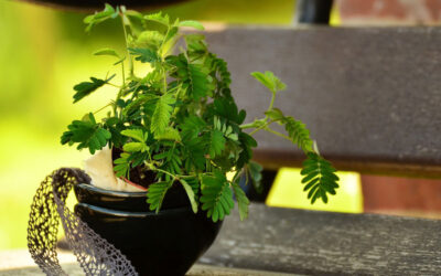 Mimosa pudica