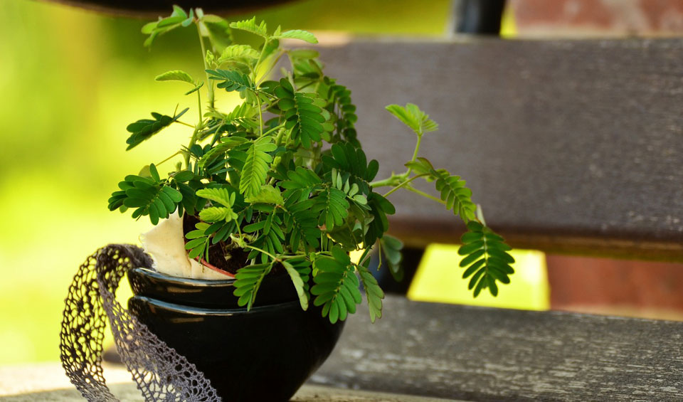 Mimosa pudica