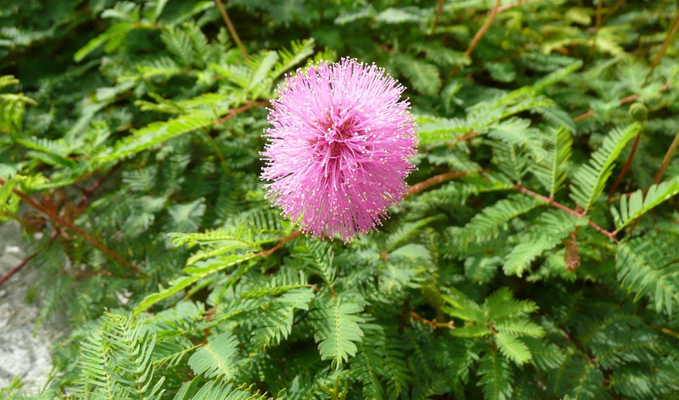 Mimosa pudica en bordura de jardín