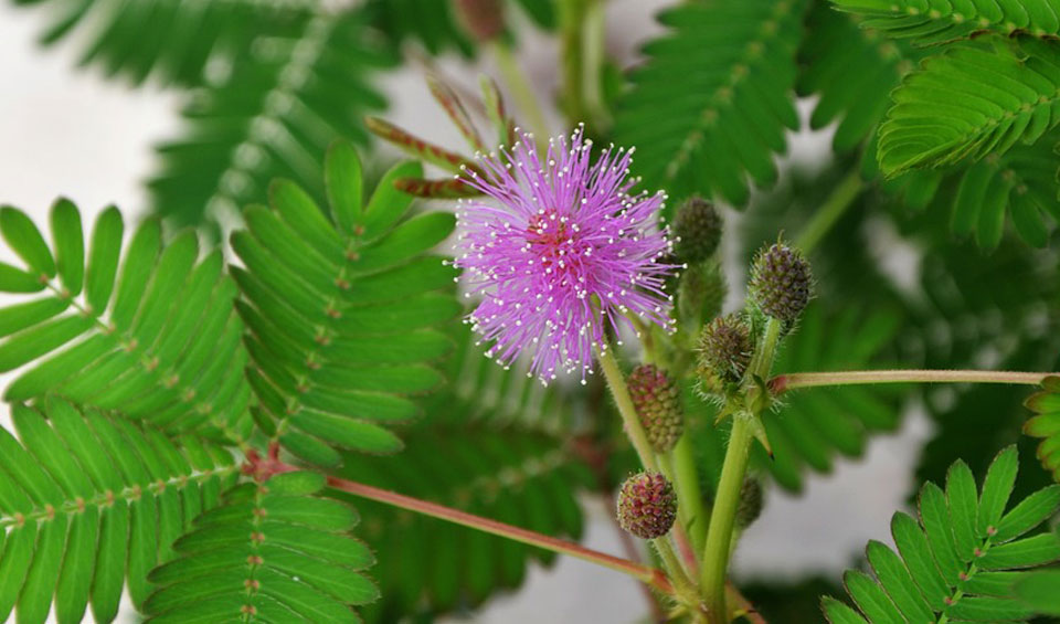 Flor de Mimosa pudica