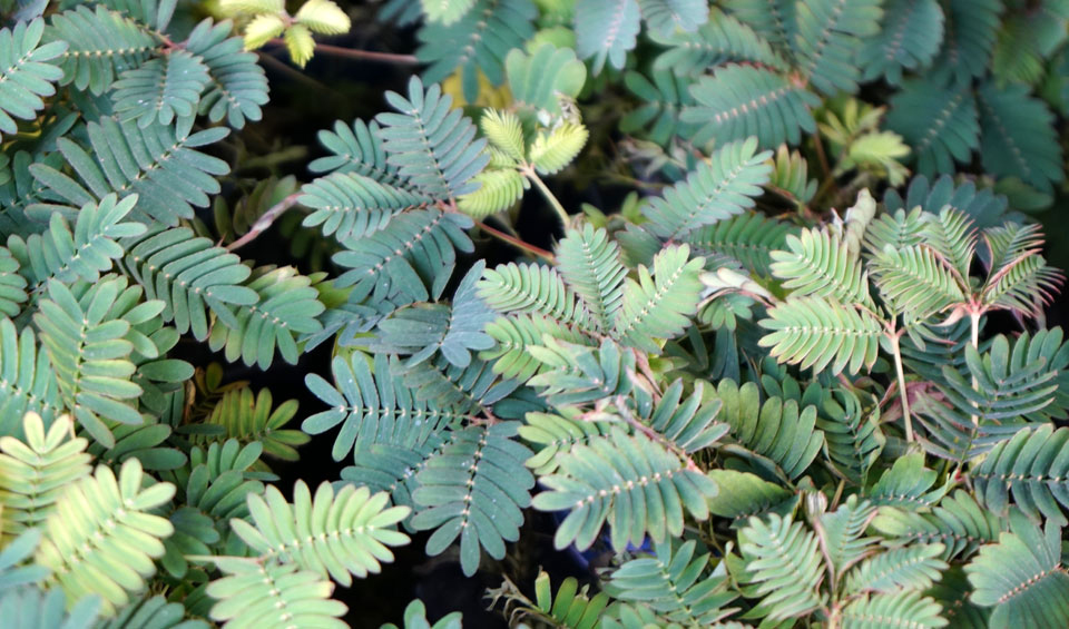 Follaje de Mimosa pudica