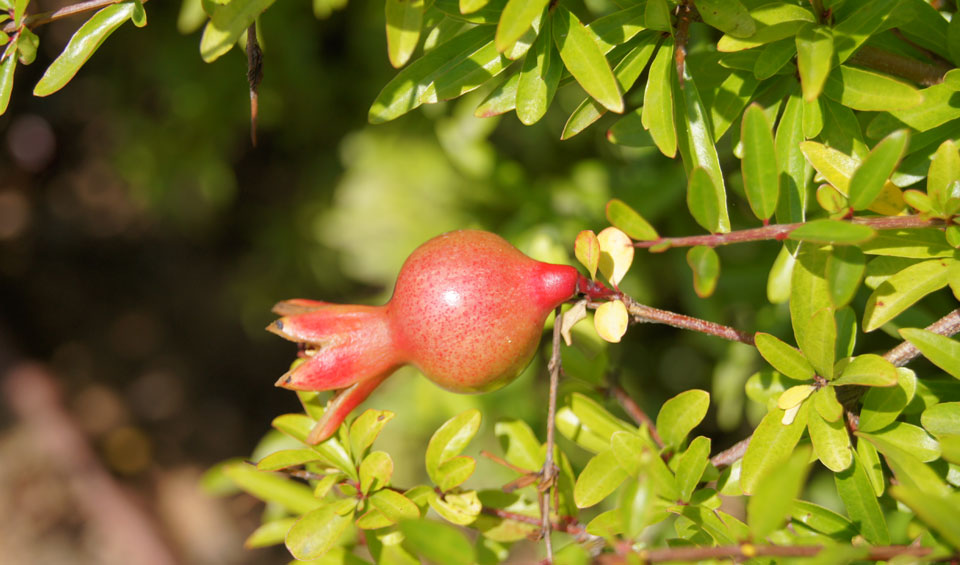 Fruto de Punica granatum nana