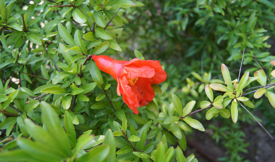 Flor de Punica granatum nana