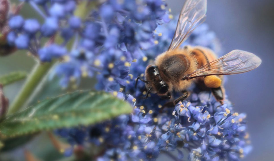 Ceanothus griseus, abeja polinizando