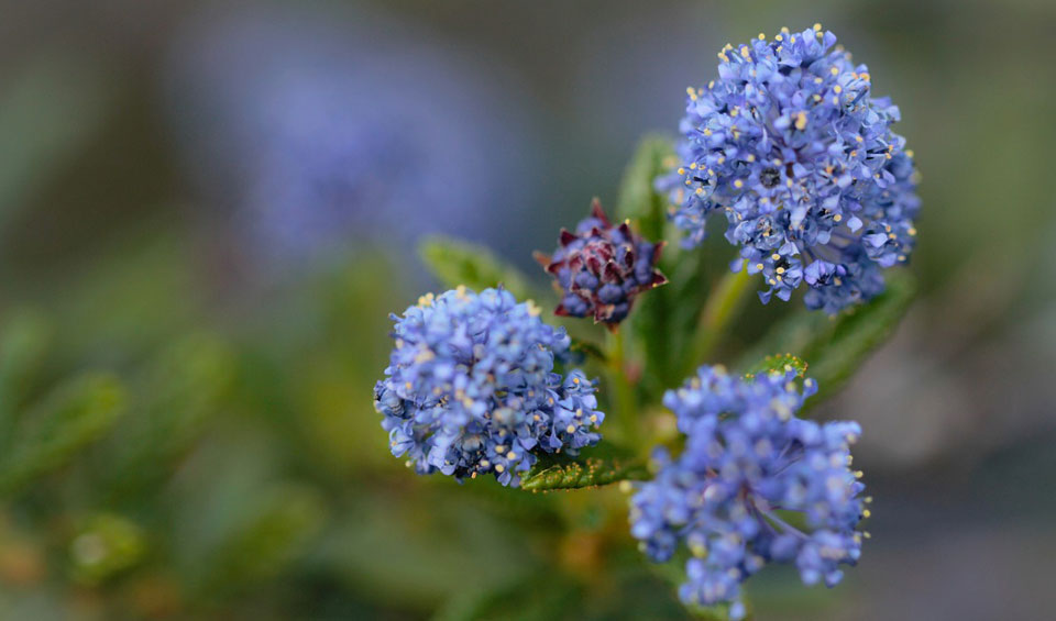 Ceanothus griseus, floración