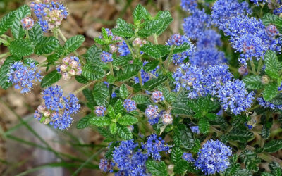 Ceanothus griseus