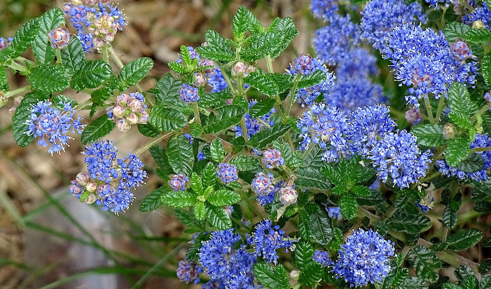 Ceanothus griseus