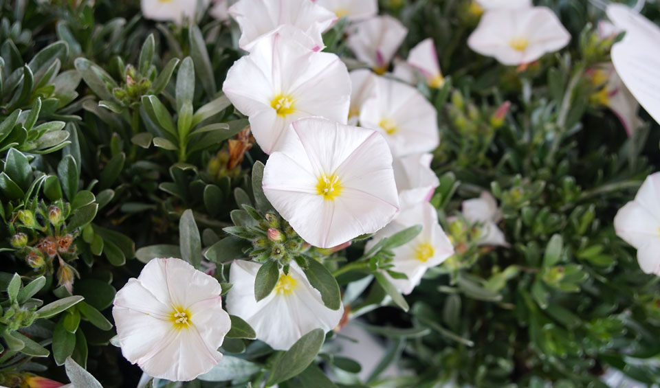 Convolvulus cneorum, planta