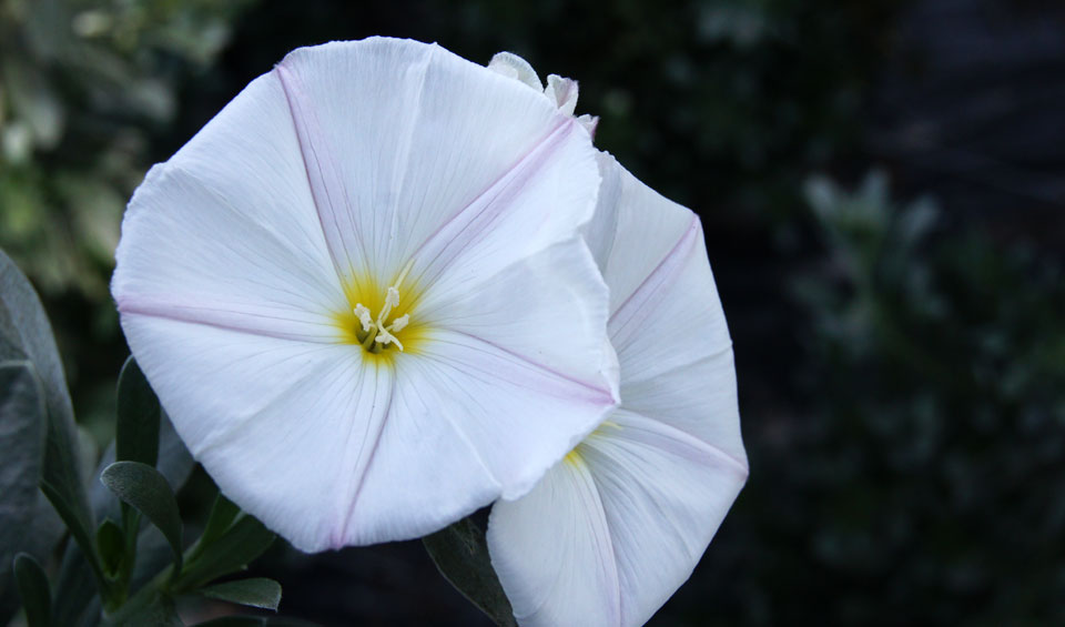 Convolvulus cneorum, flor