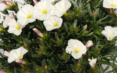 Convolvulus cneorum