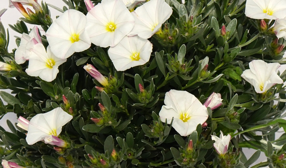 Convolvulus cneorum, planta