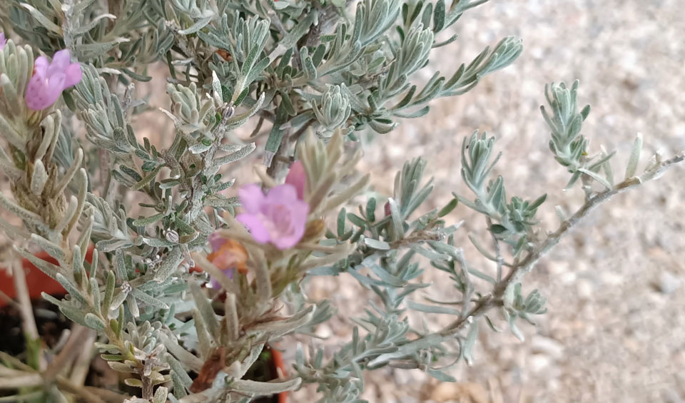 Eremophila  nivea, planta