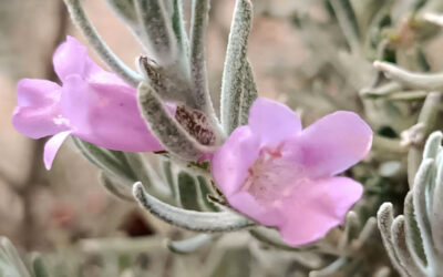 Eremophila nivea