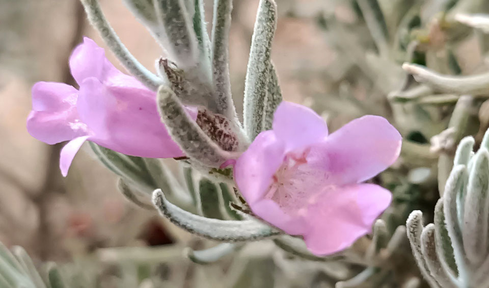 Eremophila nivea, flor