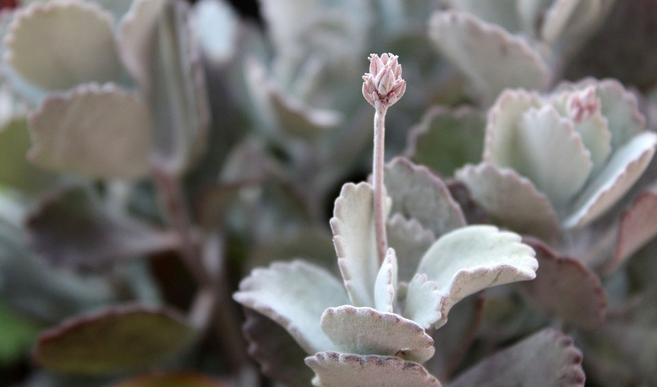 Kalanchoe pumila a flor