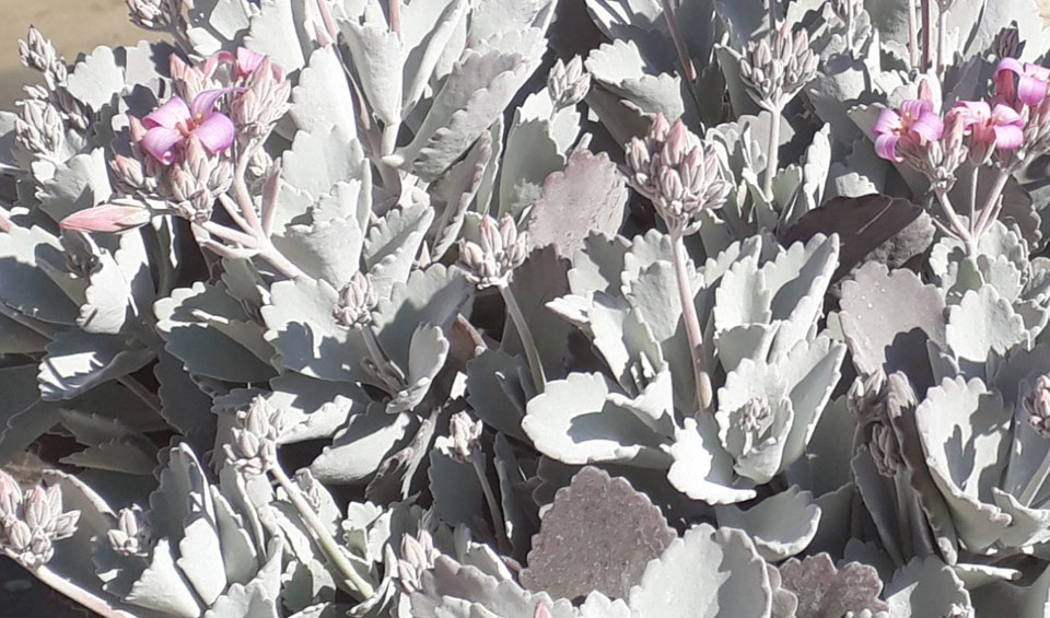 Kalanchoe pumila MaQu