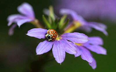 Scaevola aemula