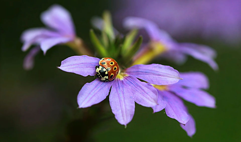 Flor azul de Scaevola aemula
