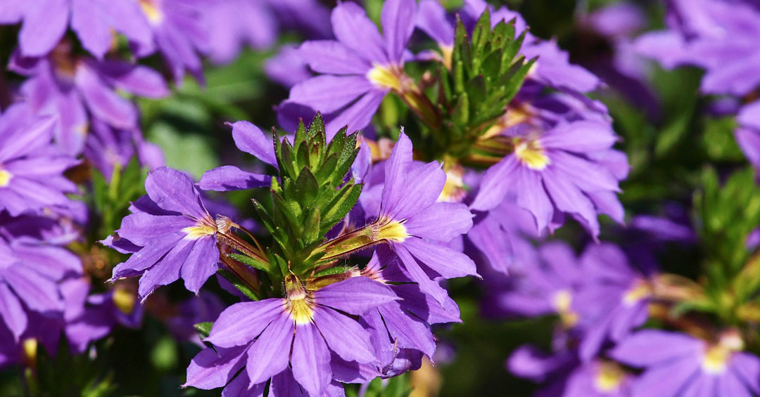 Floración azul en Scaevola aemula