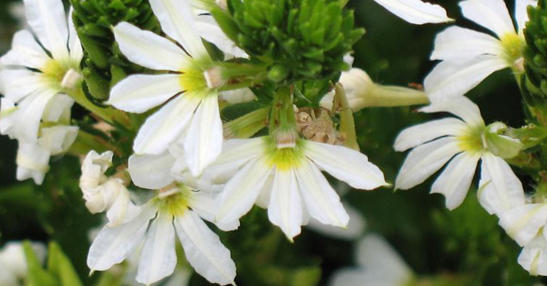 Floración blanca en Scaevola aemula