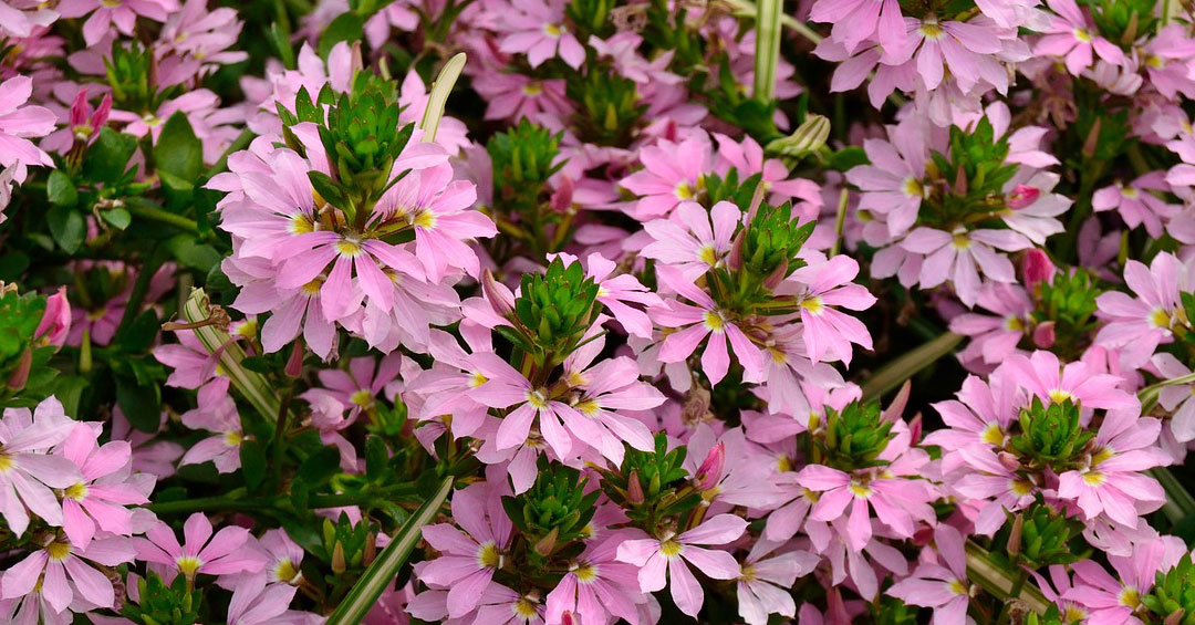 Floración rosa en Scaevola aemula