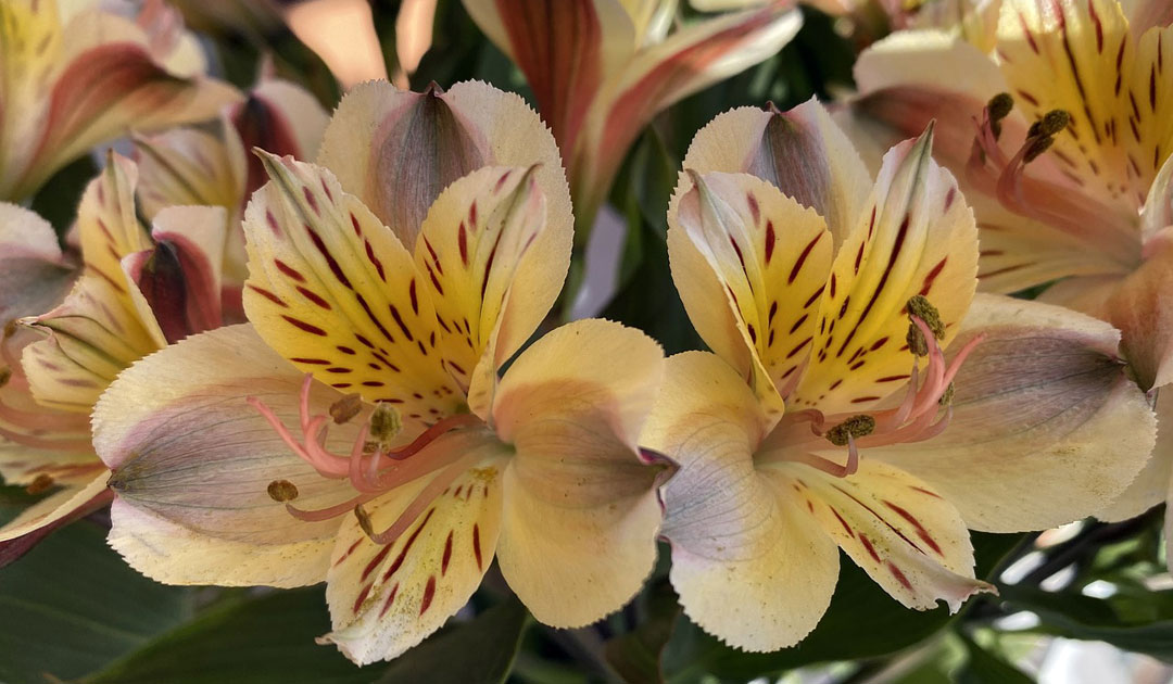 Alstroemeria, flores