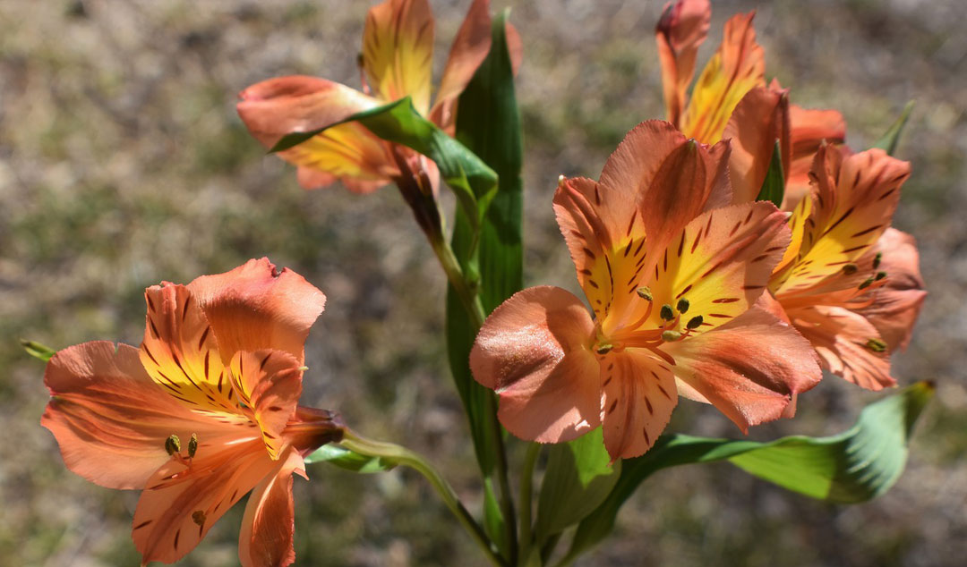 Alstroemeria, flores