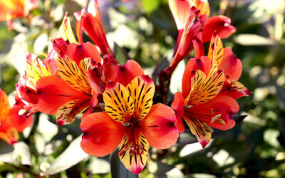 Alstroemeria x hibrida