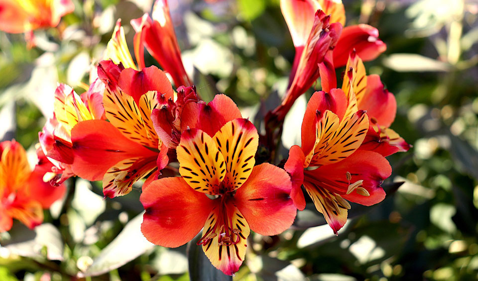 Alstroemeria, flores