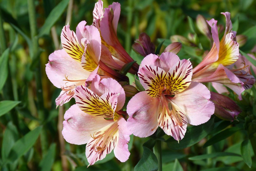 Alstroemeria, flores