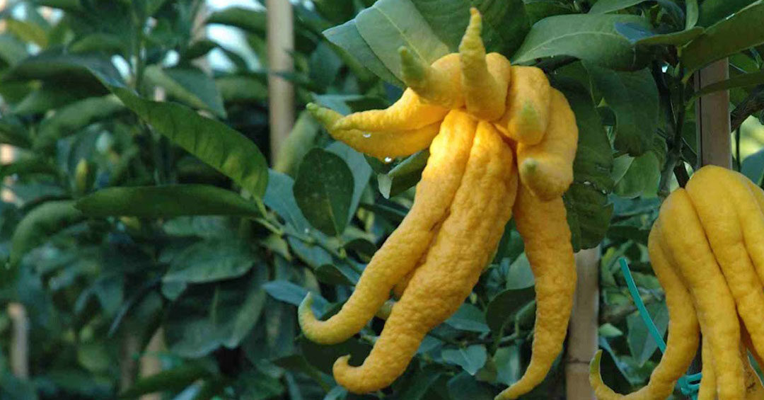 Fruto del Mano de Buda, Citrus medica var. ‘Sarcodactylis’
