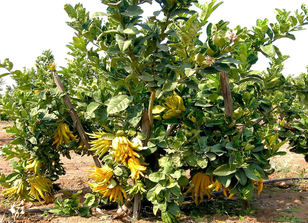 Árbol del Mano de Buda, Citrus medica var. ‘Sarcodactylis’