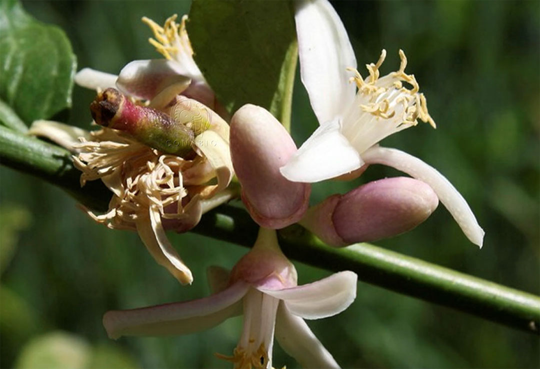 Flor del Mano de Buda, Citrus medica var. ‘Sarcodactylis’