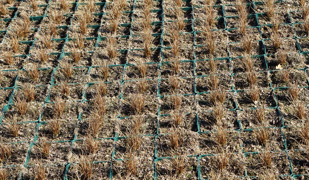 Cultivo de Carex bronco de Maqu, Poleplants