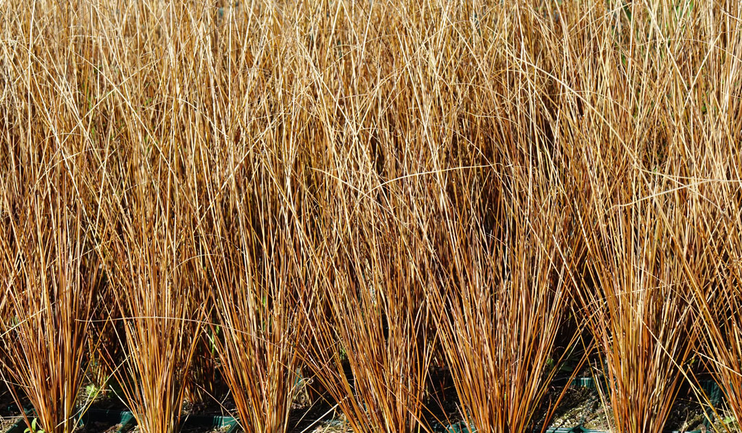 Carex buchanani de MaQu, Poleplants