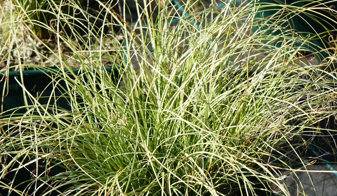 Carex comans de MaQu, Poleplants