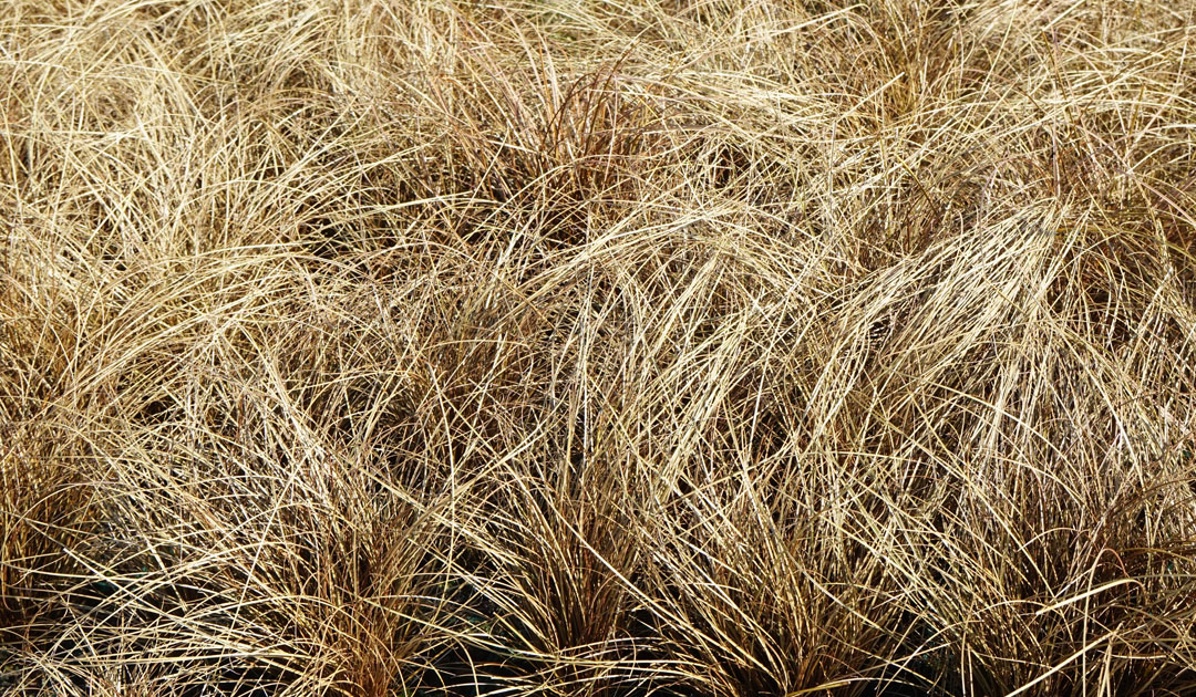 Carex flagellifera de MaQu, Poleplants