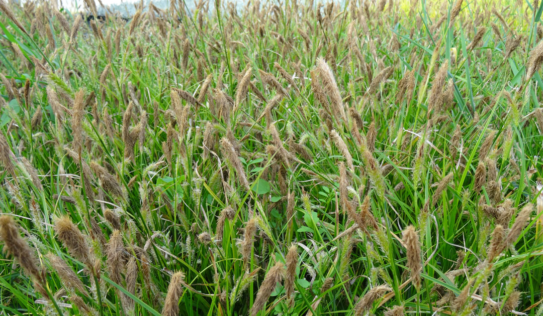 Carex oshimensisde MaQu, Poleplants