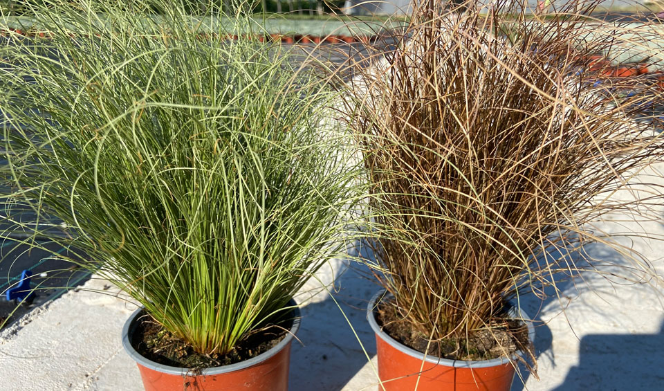 Carex testacea Maqu de Poleplants