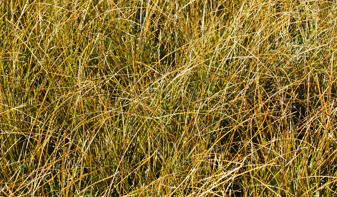 Carex testacea de MaQu, Poleplants