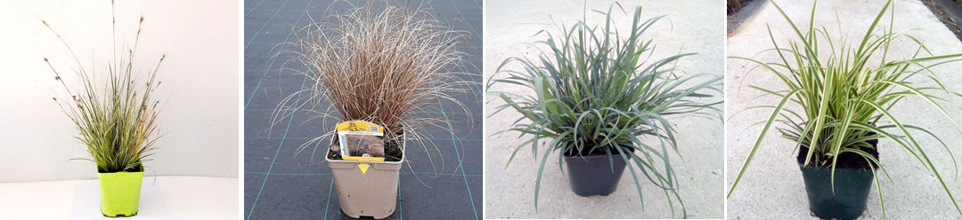 Carex colección MaQu de Poleplants