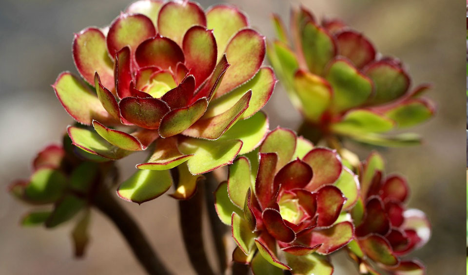 Aeonium