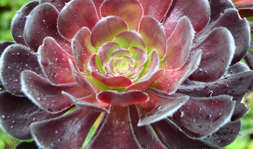 Aeonium